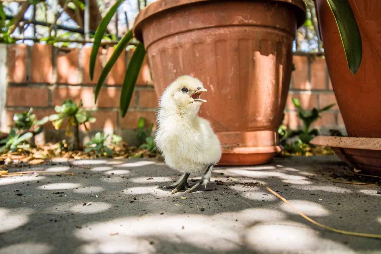 Il Gallo Con Gli Stivali Termoli Eksteriør bilde