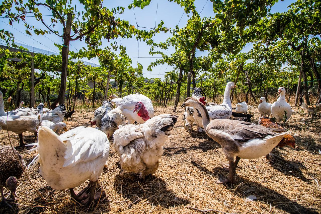 Il Gallo Con Gli Stivali Termoli Eksteriør bilde