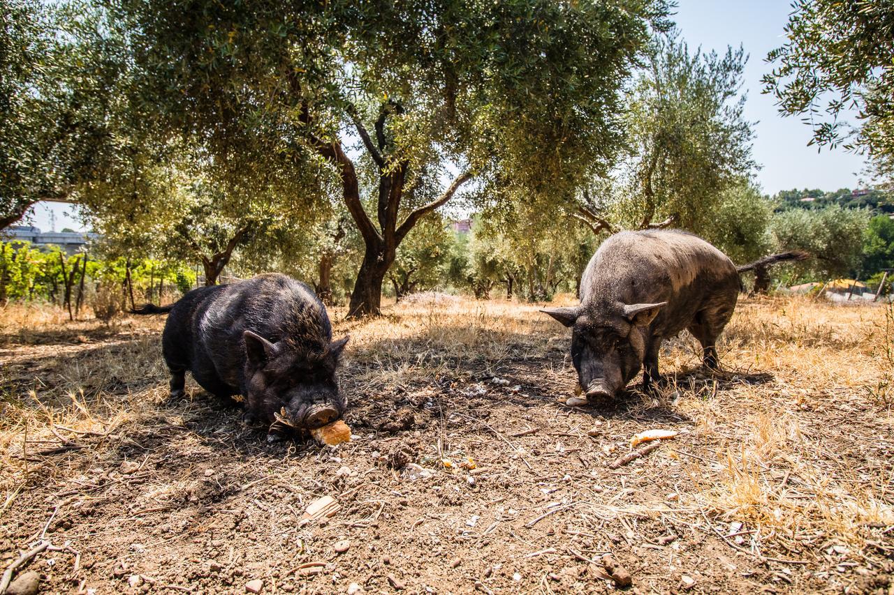 Il Gallo Con Gli Stivali Termoli Eksteriør bilde