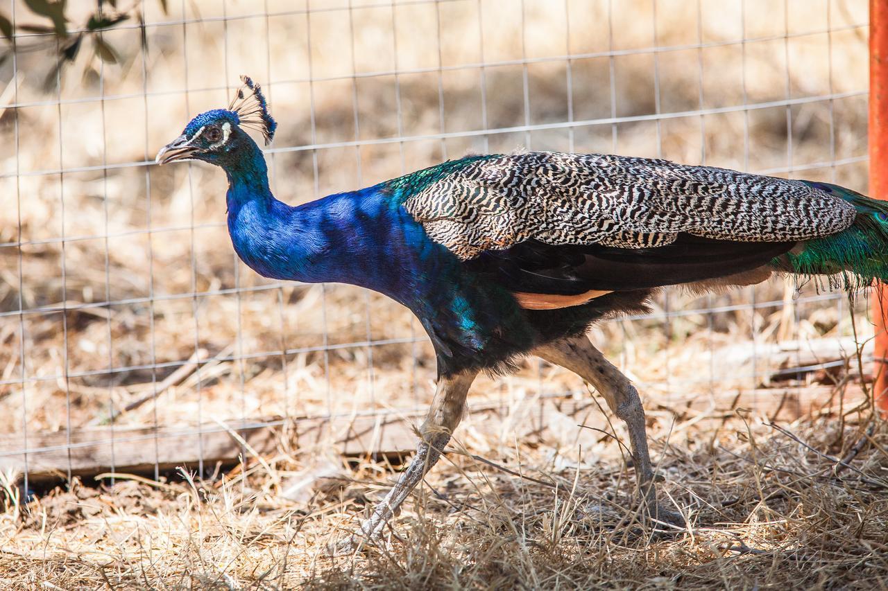 Il Gallo Con Gli Stivali Termoli Eksteriør bilde