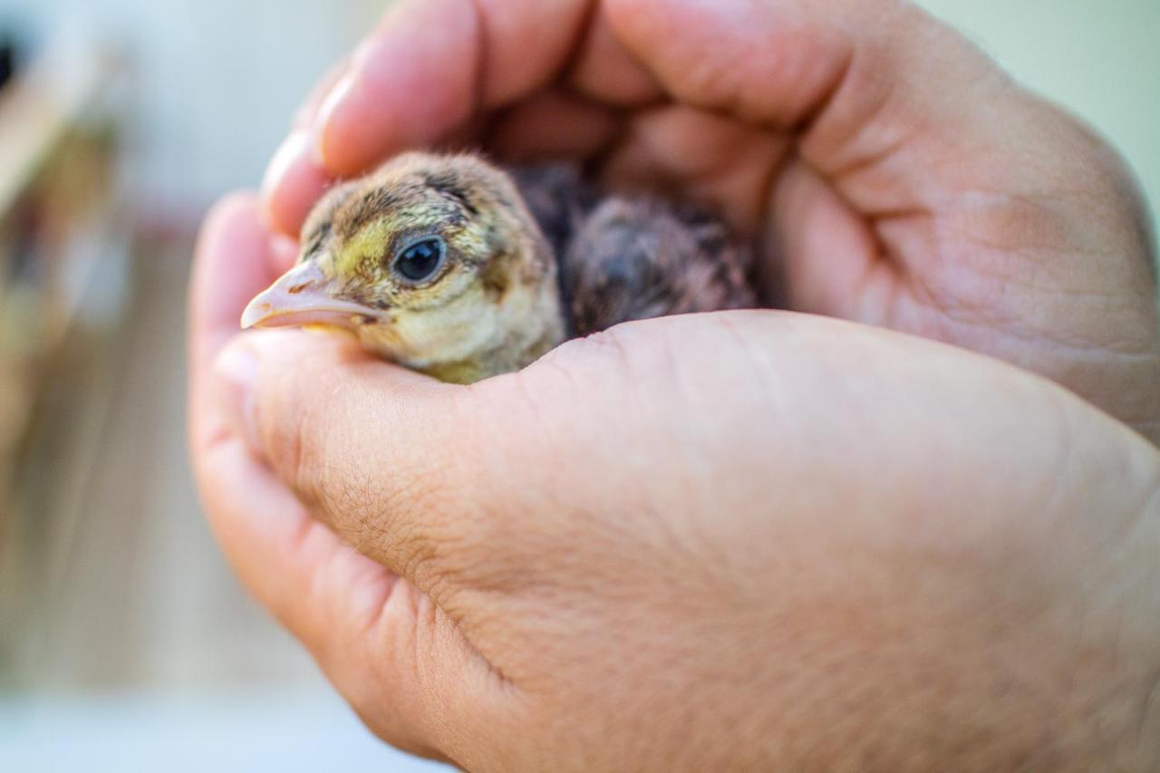 Il Gallo Con Gli Stivali Termoli Eksteriør bilde