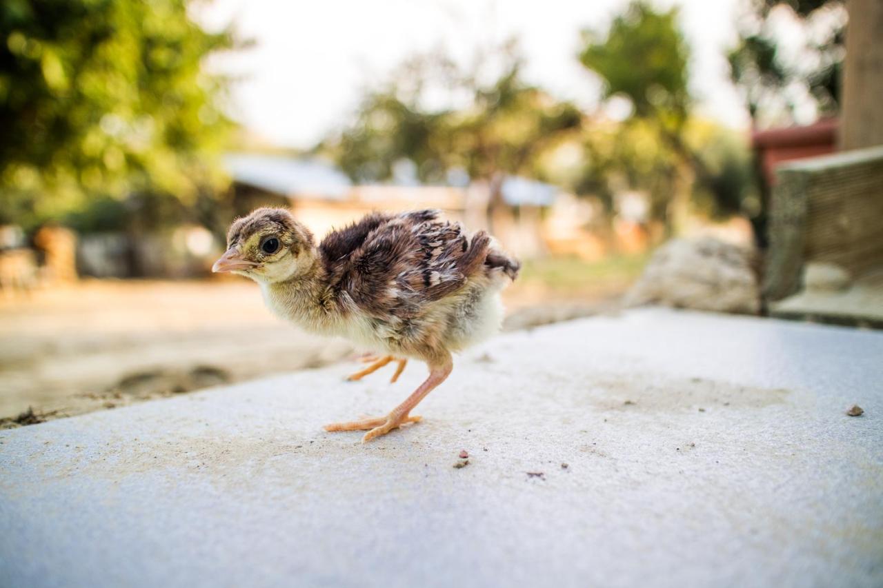 Il Gallo Con Gli Stivali Termoli Eksteriør bilde