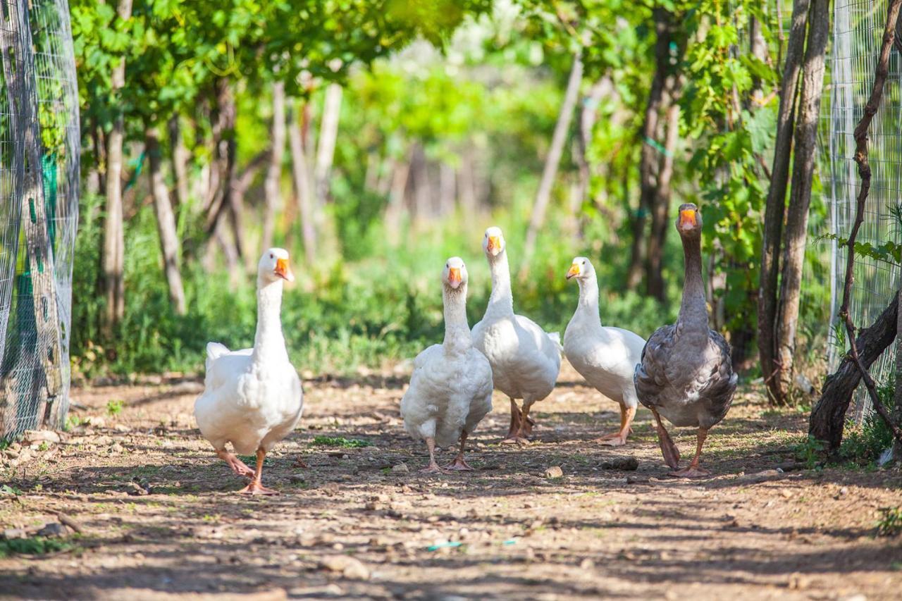 Il Gallo Con Gli Stivali Termoli Eksteriør bilde