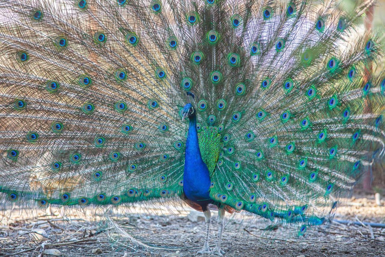 Il Gallo Con Gli Stivali Termoli Eksteriør bilde