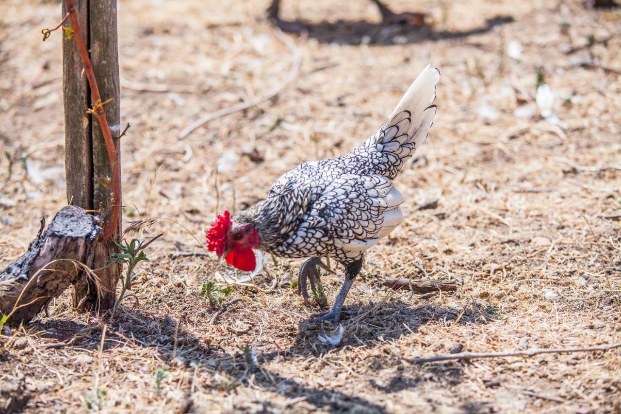 Il Gallo Con Gli Stivali Termoli Eksteriør bilde
