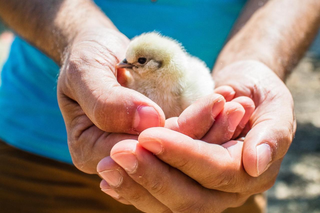 Il Gallo Con Gli Stivali Termoli Eksteriør bilde