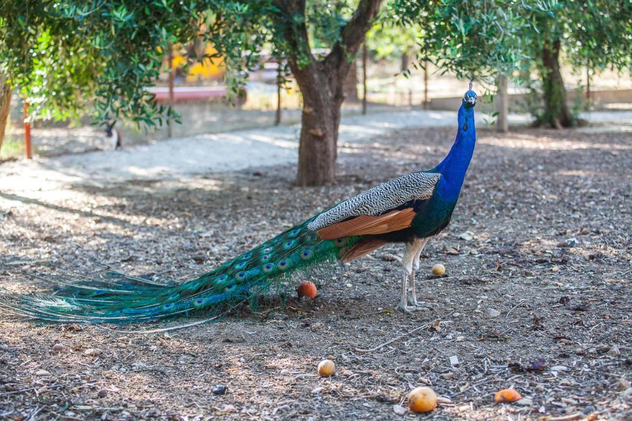 Il Gallo Con Gli Stivali Termoli Eksteriør bilde