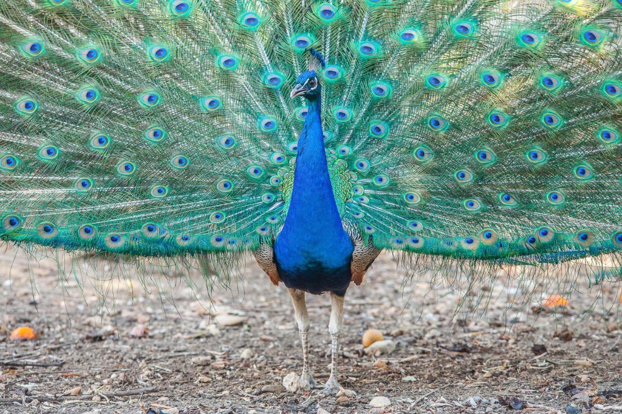 Il Gallo Con Gli Stivali Termoli Eksteriør bilde