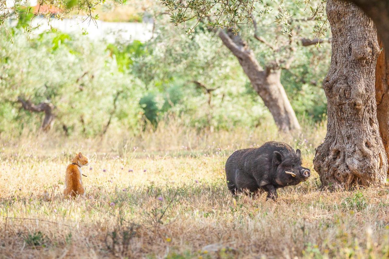 Il Gallo Con Gli Stivali Termoli Eksteriør bilde